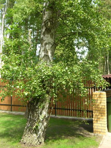 Pobierowo domki letniskowe - NawaraPark (noclegi, wczasy)